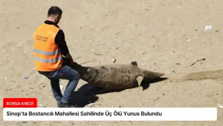 Sinop’ta Bostancılı Mahallesi Sahilinde Üç Ölü Yunus Bulundu