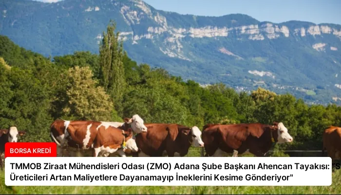 TMMOB Ziraat Mühendisleri Odası (ZMO) Adana Şube Başkanı Ahencan Tayakısı: “Süt Üreticileri Artan Maliyetlere Dayanamayıp İneklerini Kesime Gönderiyor”