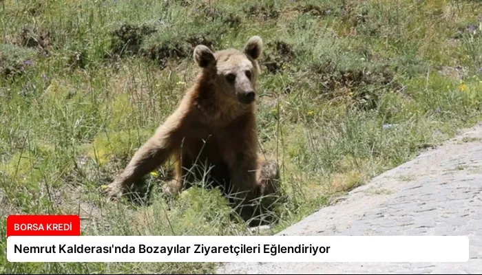 Nemrut Kalderası’nda Bozayılar Ziyaretçileri Eğlendiriyor