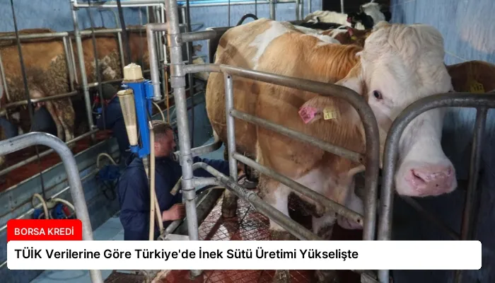 TÜİK Verilerine Göre Türkiye’de İnek Sütü Üretimi Yükselişte