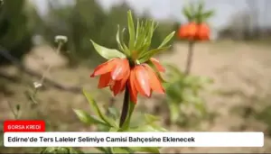Edirne’de Ters Laleler Selimiye Camisi Bahçesine Eklenecek
