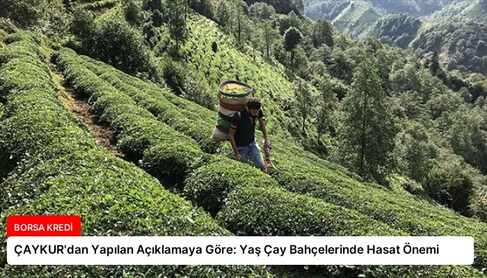 ÇAYKUR’dan Yapılan Açıklamaya Göre: Yaş Çay Bahçelerinde Hasat Önemi