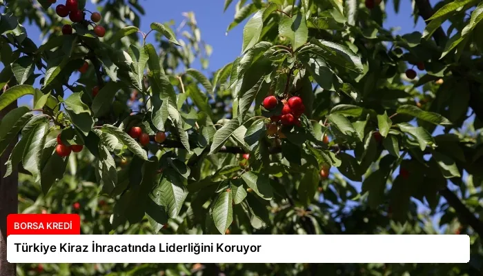 Türkiye Kiraz İhracatında Liderliğini Koruyor