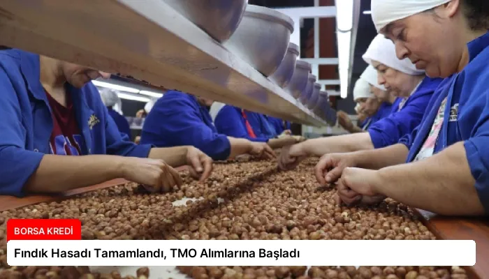 Fındık Hasadı Tamamlandı, TMO Alımlarına Başladı