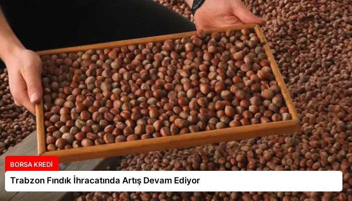 Trabzon Fındık İhracatında Artış Devam Ediyor
