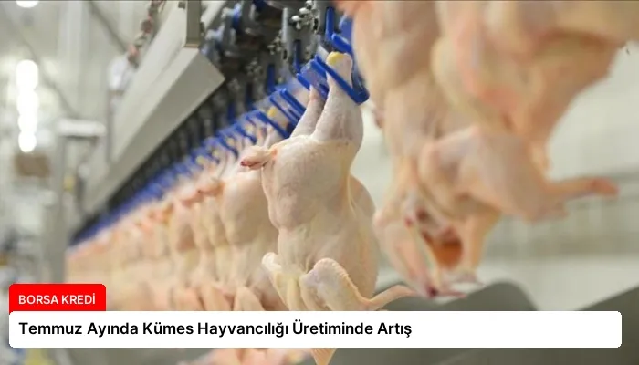 Temmuz Ayında Kümes Hayvancılığı Üretiminde Artış