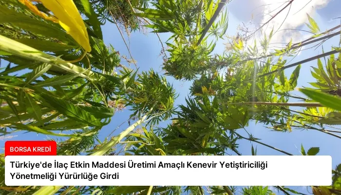 Türkiye’de İlaç Etkin Maddesi Üretimi Amaçlı Kenevir Yetiştiriciliği Yönetmeliği Yürürlüğe Girdi