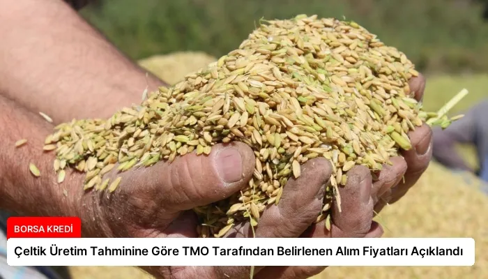 Çeltik Üretim Tahminine Göre TMO Tarafından Belirlenen Alım Fiyatları Açıklandı