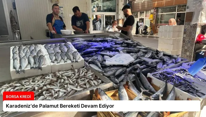 Karadeniz’de Palamut Bereketi Devam Ediyor