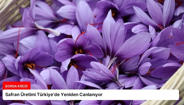 Safran Üretimi Türkiye’de Yeniden Canlanıyor