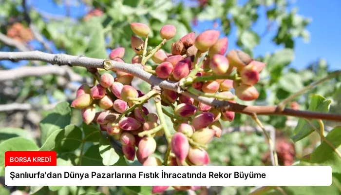 Şanlıurfa’dan Dünya Pazarlarına Fıstık İhracatında Rekor Büyüme