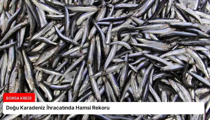 Doğu Karadeniz İhracatında Hamsi Rekoru