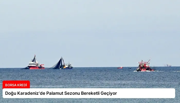 Doğu Karadeniz’de Palamut Sezonu Bereketli Geçiyor