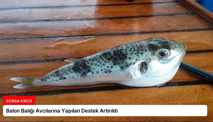 Balon Balığı Avcılarına Yapılan Destek Artırıldı