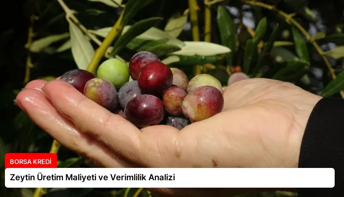Zeytin Üretim Maliyeti ve Verimlilik Analizi