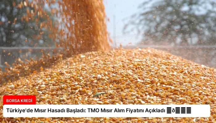 Türkiye’de Mısır Hasadı Başladı: TMO Mısır Alım Fiyatını Açıkladı ⏬👇