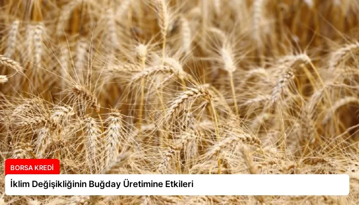 İklim Değişikliğinin Buğday Üretimine Etkileri