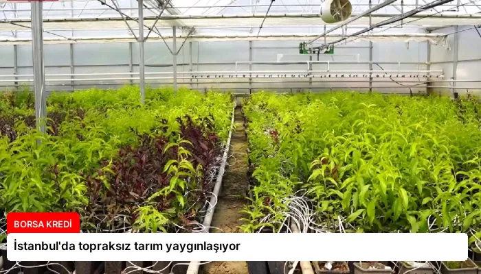 İstanbul’da topraksız tarım yaygınlaşıyor