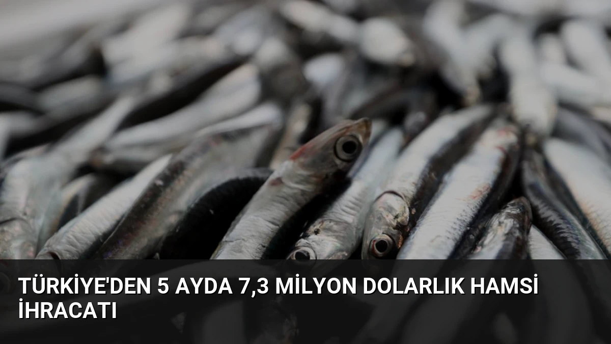 Türkiye’den 5 Ayda 7,3 Milyon Dolarlık Hamsi İhracatı