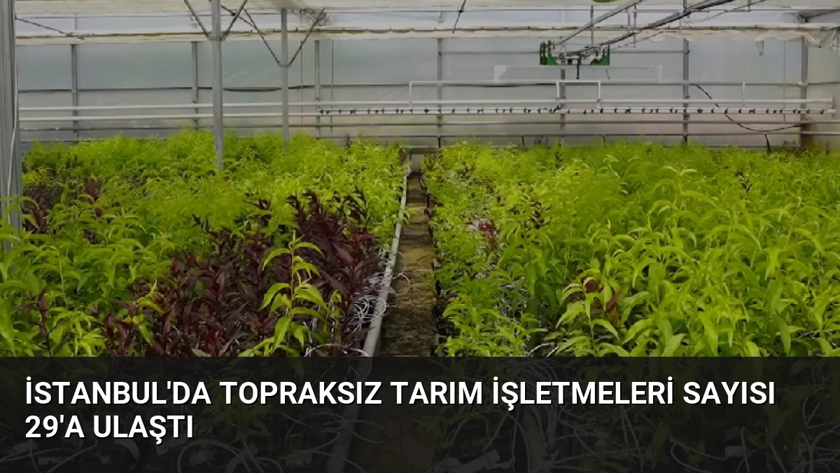 İstanbul’da Topraksız Tarım İşletmeleri Sayısı 29’a Ulaştı