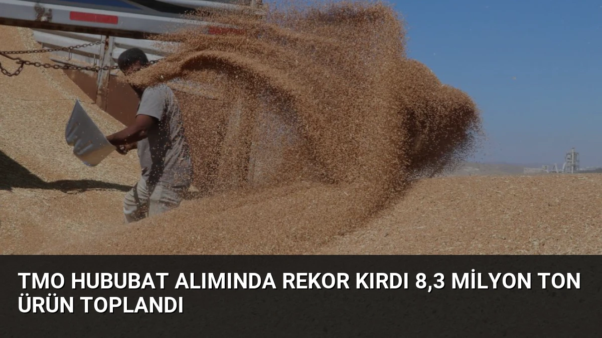 TMO Hububat Alımında Rekor Kırdı 8,3 Milyon Ton Ürün Toplandı