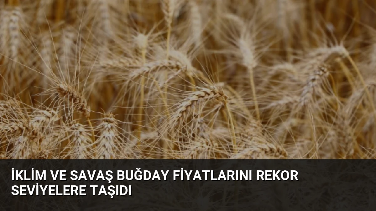 İklim ve Savaş Buğday Fiyatlarını Rekor Seviyelere Taşıdı