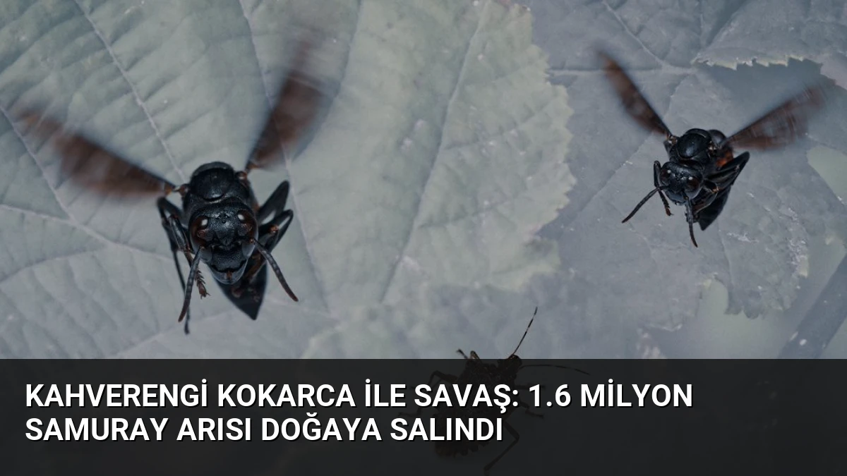 Kahverengi Kokarca İle Savaş: 1.6 Milyon Samuray Arısı Doğaya Salındı