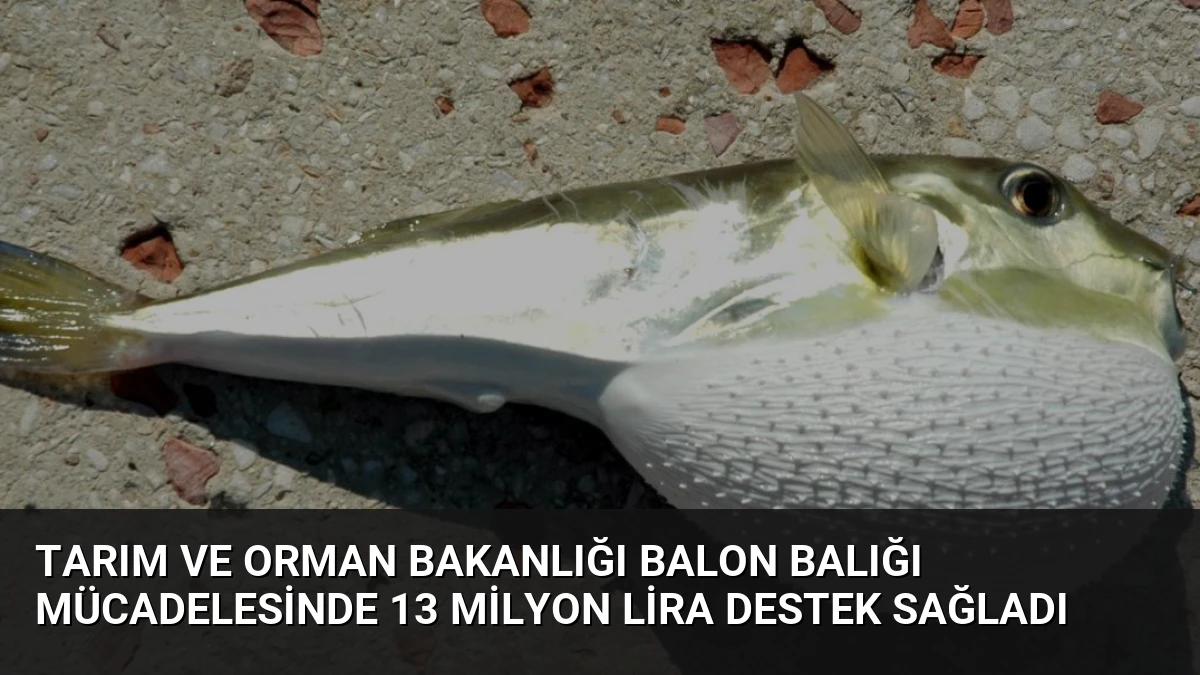 Tarım ve Orman Bakanlığı Balon Balığı Mücadelesinde 13 Milyon Lira Destek Sağladı